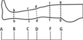 Таблица размеров чулка компрессионного ASCENT 